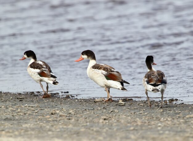 Drei junge Shelduck gehen am Ufer entlang