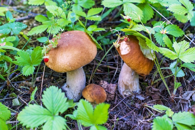 Drei junge Steinpilze im Gras auf einer Waldlichtung mit Erdbeeren