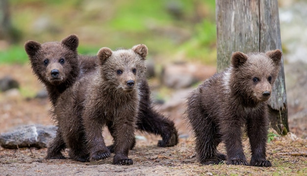 Foto drei jungen im wald