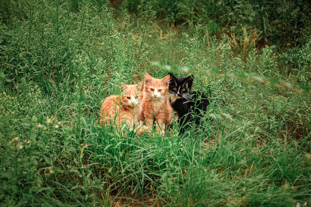 Drei Kätzchen sitzen im Gras. Zwei Ingwer und ein schwarzes Kätzchen sitzen im grünen Gras.