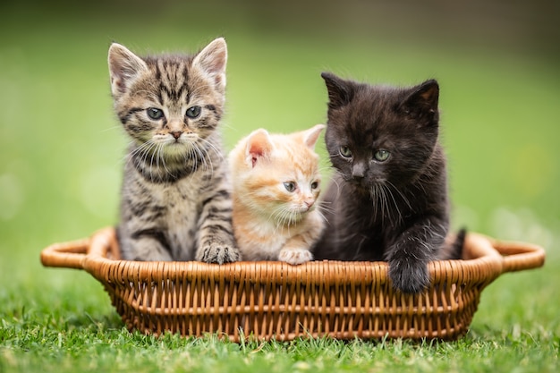 Drei kleine bunte Kätzchen sitzen neugierig im braunen Korb im Garten.