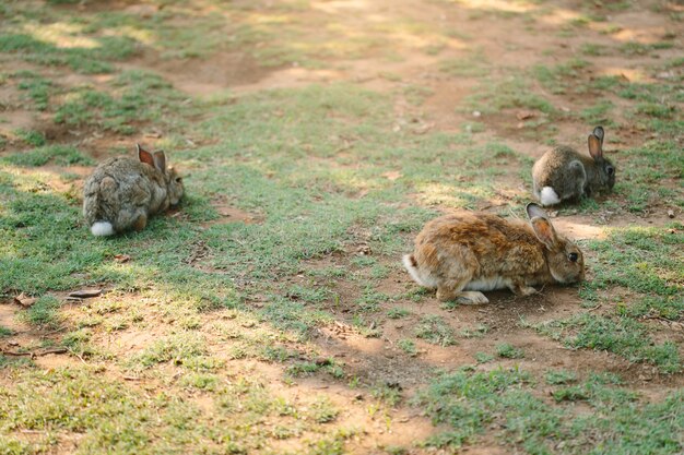 Drei kleine Kaninchen, die auf der Wiese gehen und Gras essen