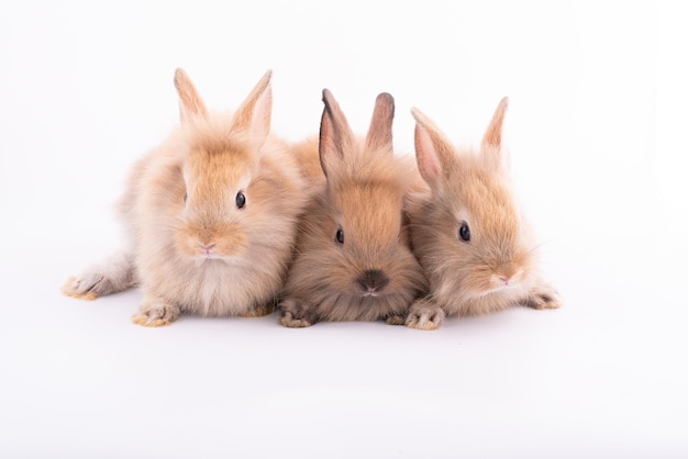 Drei kleine Kaninchen getrennt auf einem weißen Hintergrund
