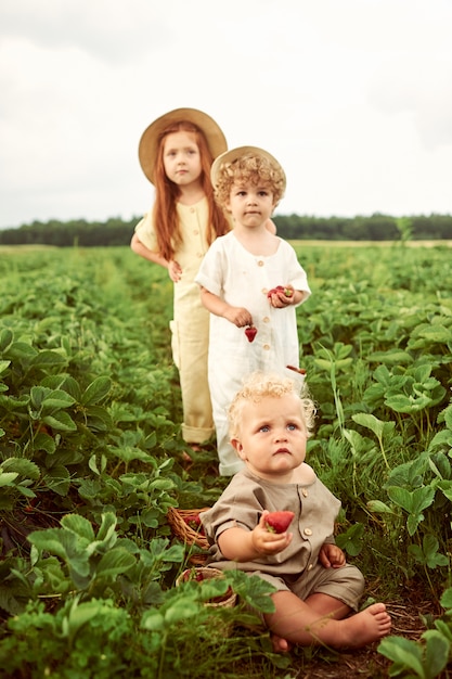 Drei kleine Kinder in Leinen ernten Erdbeeren auf dem Feld und haben Spaß