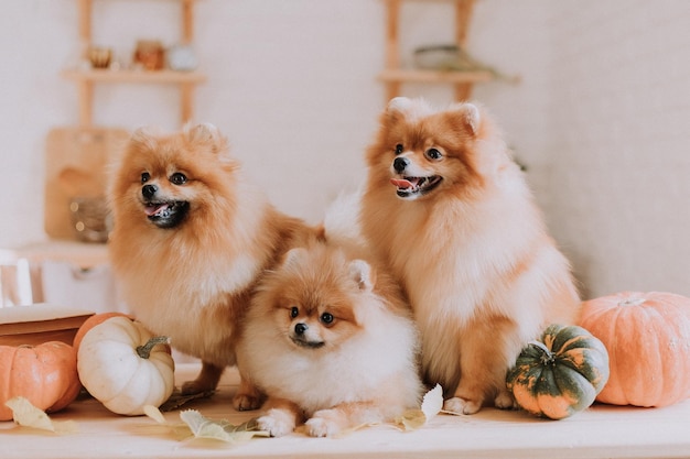 Drei kleine rote, flauschige Zwergspitz posieren zwischen Kürbissen und Bücherstapeln, die auf einem Holztisch liegen. Familie mit drei Hunden. Haustierprodukte. Platz für Text. Foto in hoher Qualität