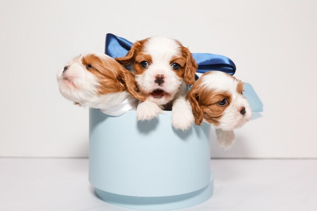 Drei kleine Welpen mit bunten Schleifen in einer blauen Box auf weißem Hintergrund