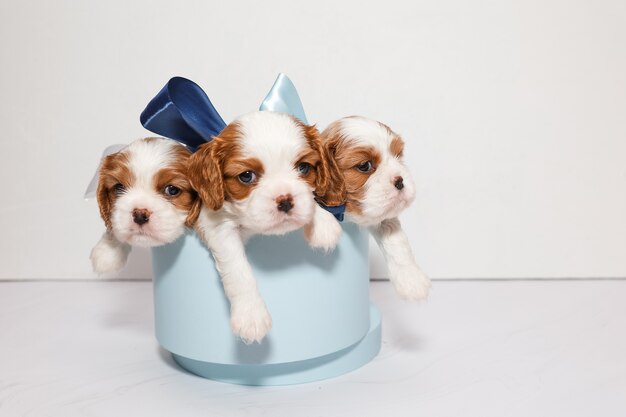 Drei kleine Welpen mit bunten Schleifen in einer blauen Box auf weißem Hintergrund