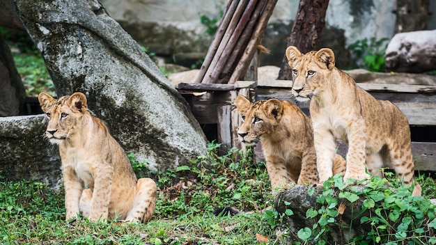 Foto drei löwenbabys schauen sich interessante dinge an.