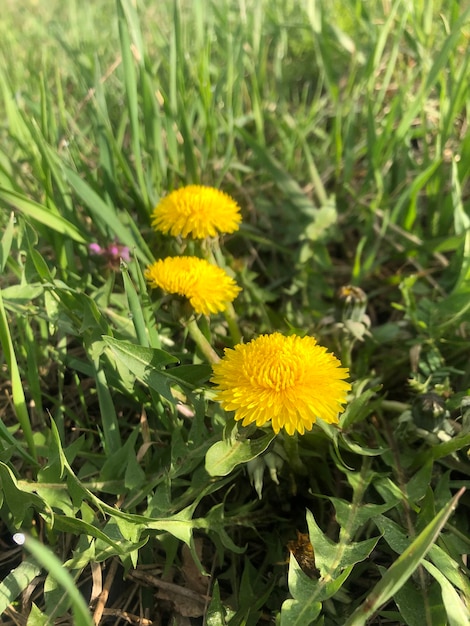 Drei Löwenzahn in der Grasphotographie