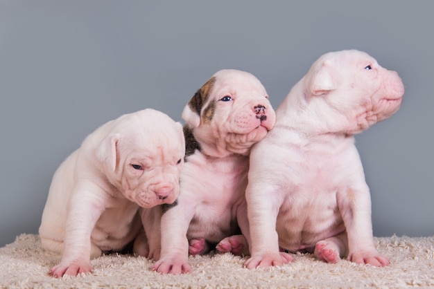 Drei lustige American Bulldog Welpen Hunde auf Grau