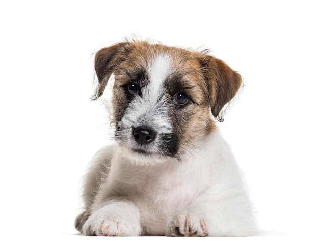 Drei Monate alter Welpe Jack Russell Terrier liegt