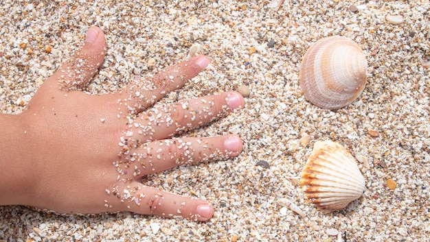 Drei Muscheln auf dem Sand eines Strandes neben der offenen Hand eines Kindes