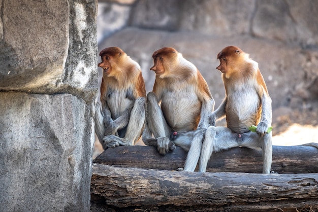 Drei Musketiere im Zoo