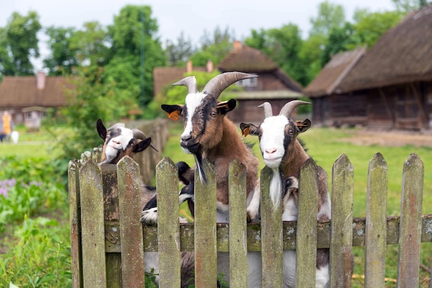 Drei neugierige Ziegen hinter dem Zaun