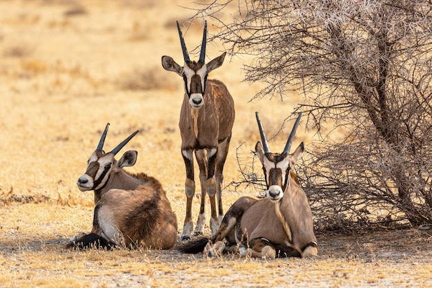 Drei Oryx in der Nähe eines Baumes im Etosha Nationalpark, Namibia