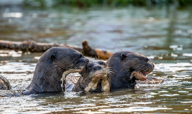 Drei Otter im Fluss