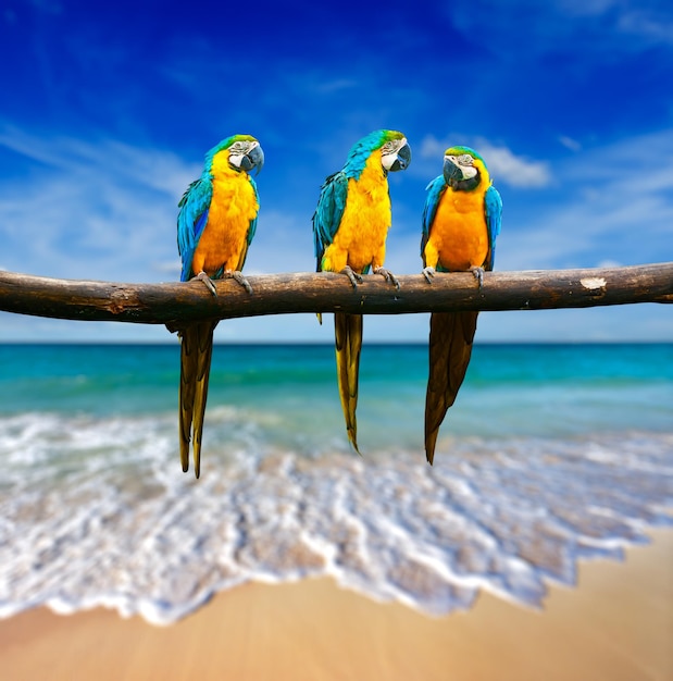 Drei Papageien BlueandYellow Macaw Ara ararauna auch bekannt als a