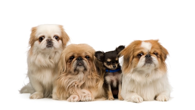 Drei Pekingeses und ein Chihuahua