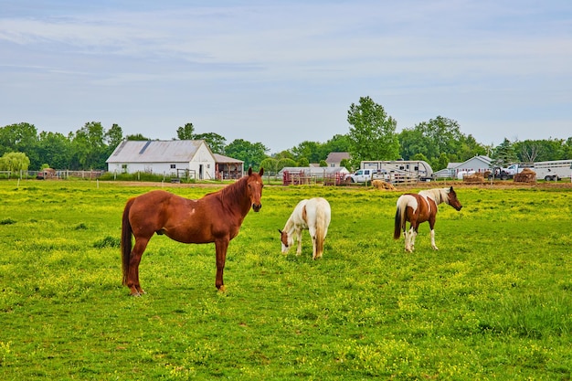 Drei Pferde auf der grünen Wiese mit Bauernhof im Hintergrund