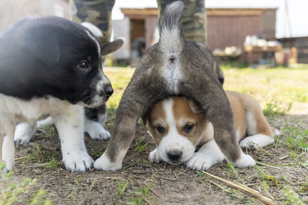 Drei reinrassige Alabai-Welpen, der Welpe saß auf einem anderen lustigen Foto mit Welpen, kleinen Hunden