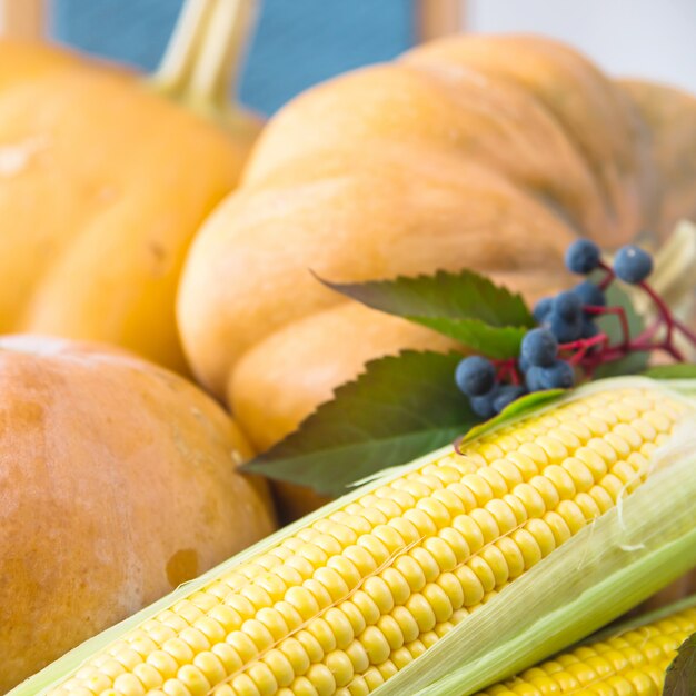 Drei rohe Kürbisse und zwei Maiskolben mit blauen Herbstbeeren