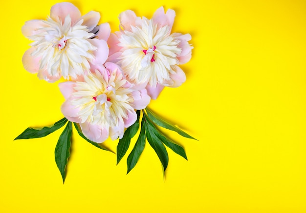 Drei rosa Pfingstrosenblumen auf einem gelben Hintergrund