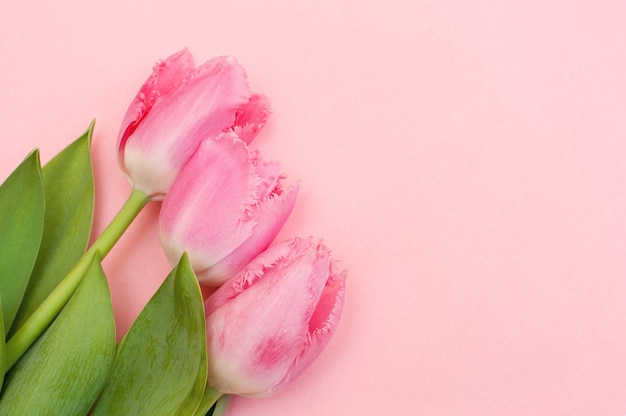 Drei rosa Tulpen auf einem rosa Hintergrund.