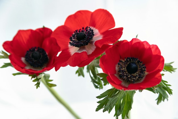 Drei rote anemonenblüten
