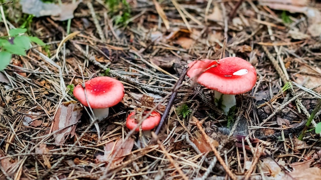 Drei rote Pilze im Wald hautnah