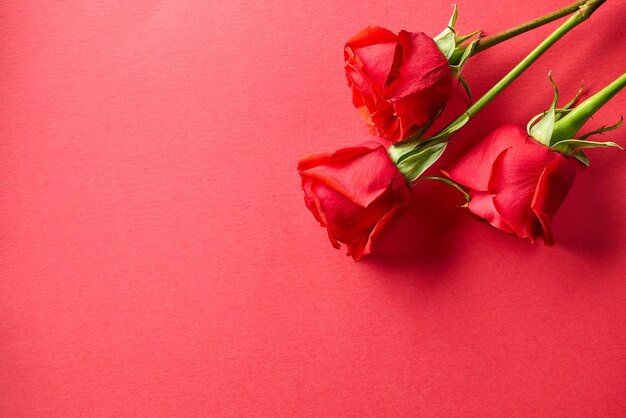 Foto drei rote rosen