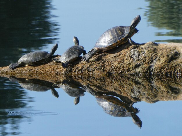 Drei Schildkröten auf einem Baumstamm, die sich an einem sonnigen Tag im Wasser spiegeln