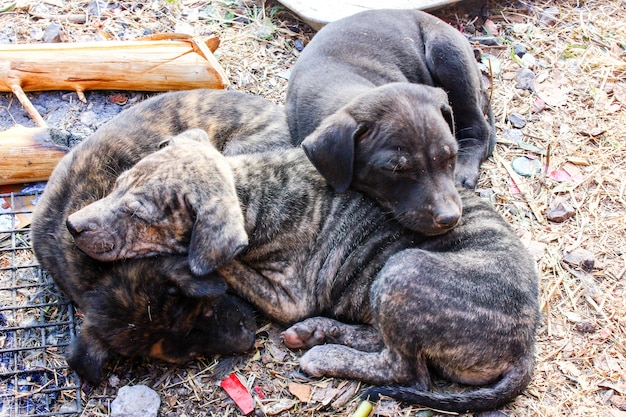 Drei schlafende Hunde