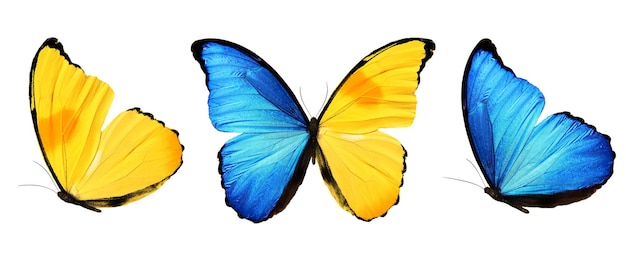 Drei Schmetterlinge mit blauen gelben Flügeln isoliert auf weißem Hintergrund