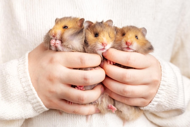 Foto drei schöne flauschige goldene hamster in den händen eines kindes auf einem hellen hintergrund, dreier