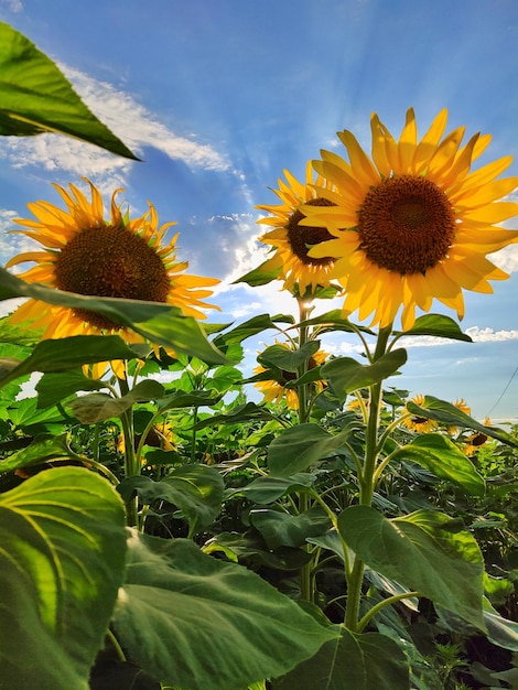 Drei schöne große Sonnenblumen auf einem Feld gegen einen schönen blauen Himmel