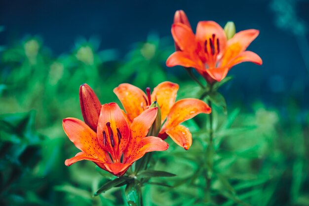 Drei schöne rote orange blühende Lilien im Makro.