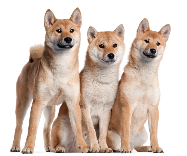 Drei Shiba Inu Welpen, 6 Monate alt