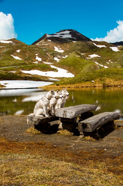 Drei Siberian Huskies in der Natur