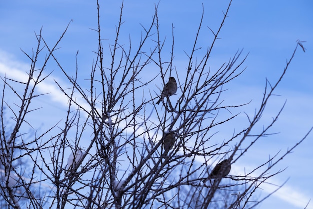 Drei Spatzen auf nackten Winterzweigen gegen blauen Himmel