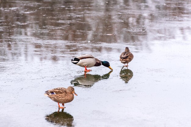 Drei Stockenten, die auf einen eisigen Teich gehen