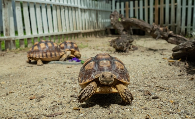 Drei Sucata-Schildkröte aus den Grund