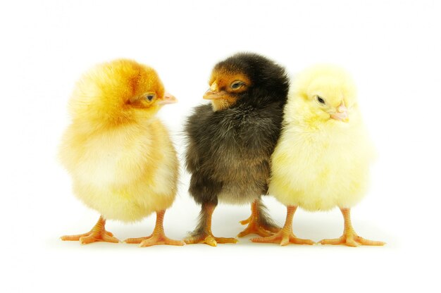 Drei süße Hühner isoliert