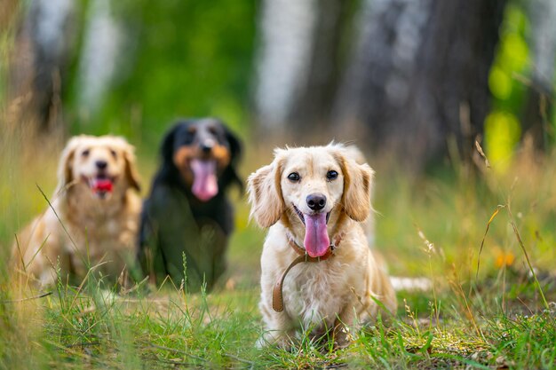 Drei süße Hunde sitzen auf Gras. Unscharfer Hintergrund. Haustiere im Garten. Hunde schauen aufmerksam in die Kamera.