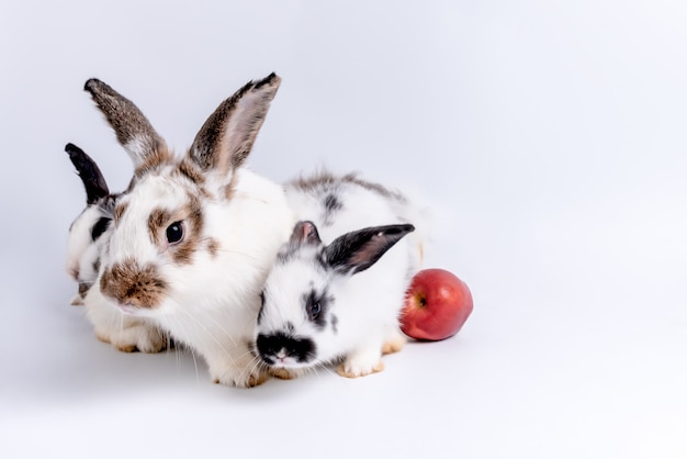 Drei süße Kaninchen und ein Apfel