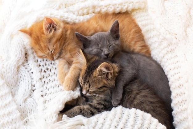 Drei süße Tabby-Kätzchen, die auf einem weißen Strickschal schlafen und sich umarmen.