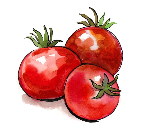 Drei Tomaten auf weißem Hintergrund. Tusche- und Aquarellzeichnung