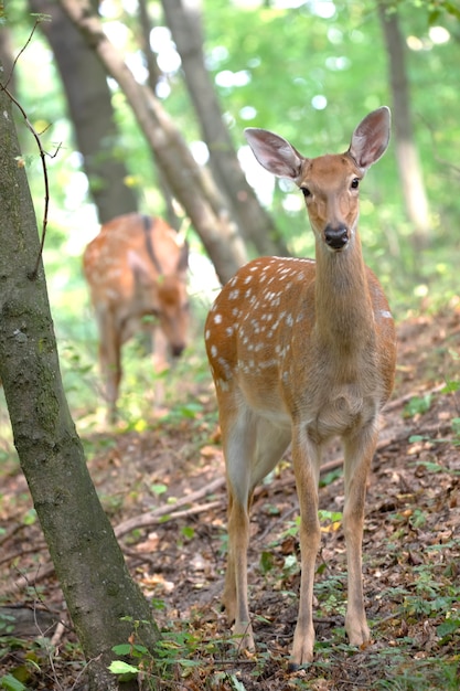 Drei wachsame Hirsche am Hang im Wald. Männliches Weibchen und kleines Reh.