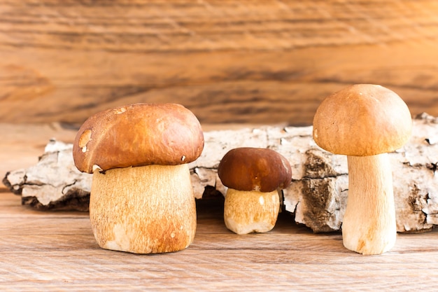 Drei weiße rohe pilze auf einem hölzernen hintergrund mit rinde aus holz. herbst komposition. vorderansicht.