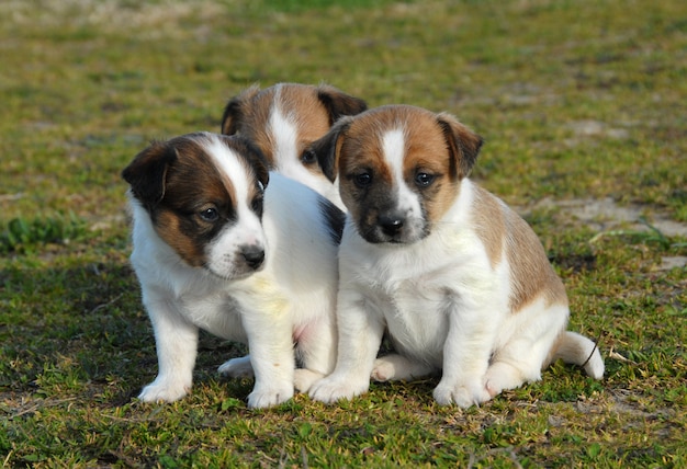 Drei Welpen Jack Russell Terrier