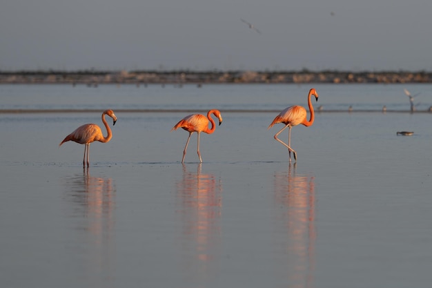 Drei wunderschöne Flamingos im Nationalpark Rio Lagartos